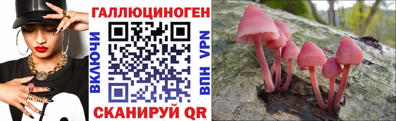 блэк спрут как зайти  Павловск  Галлюциногенные грибы Psilocybine cubensis 